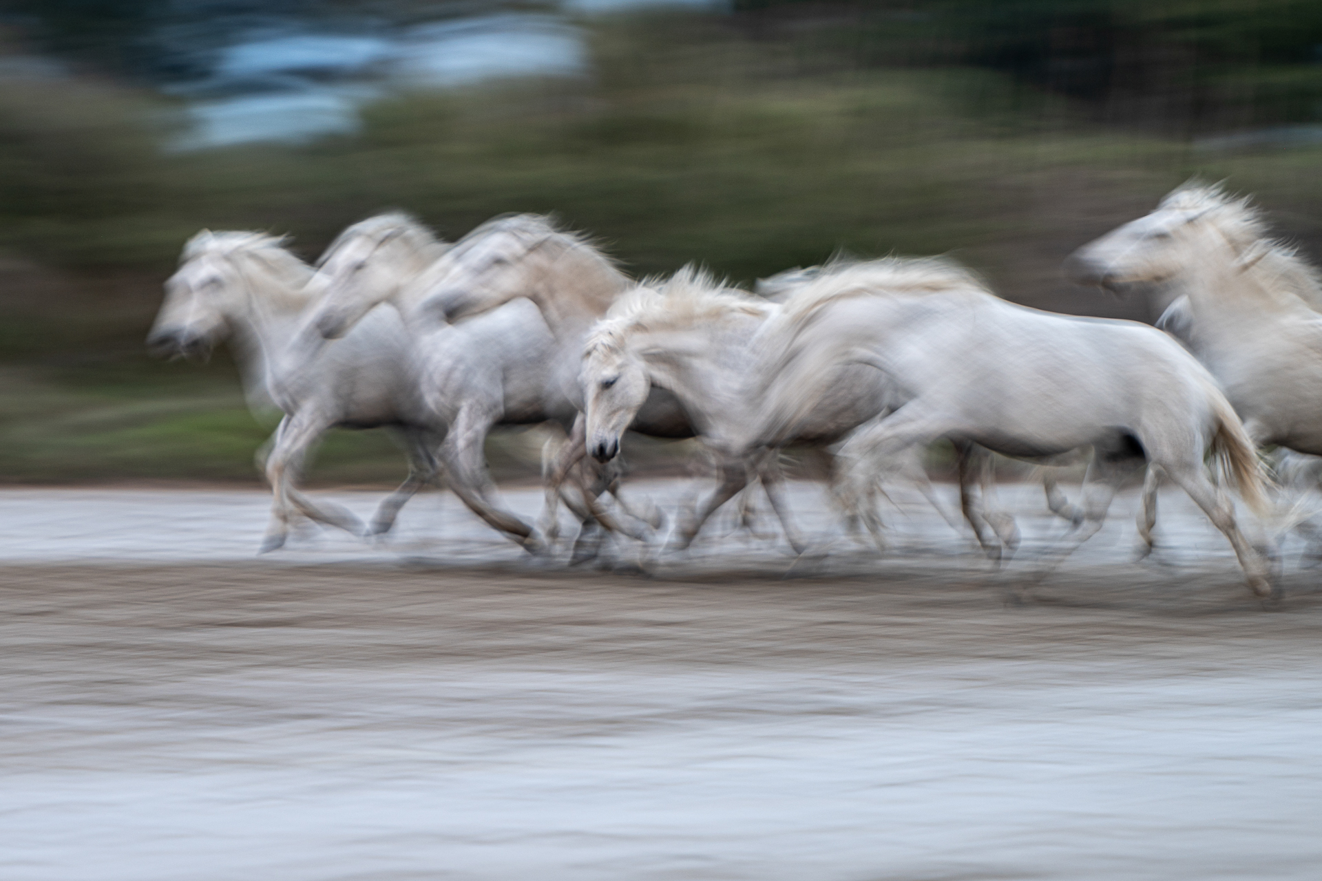Chevaux en Camargue